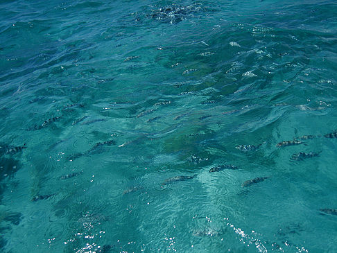 Blick ins Wasser Fotos