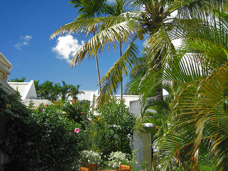 Foto Palmen am Hotel