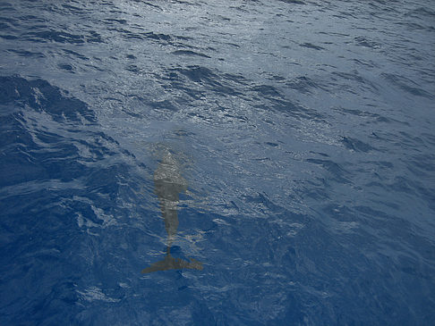 Fotos Delfin | 