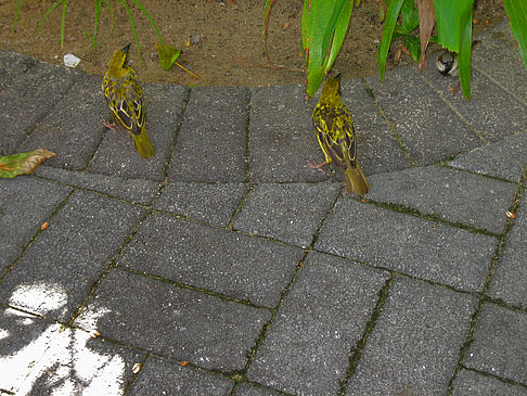 Fotos Vögel